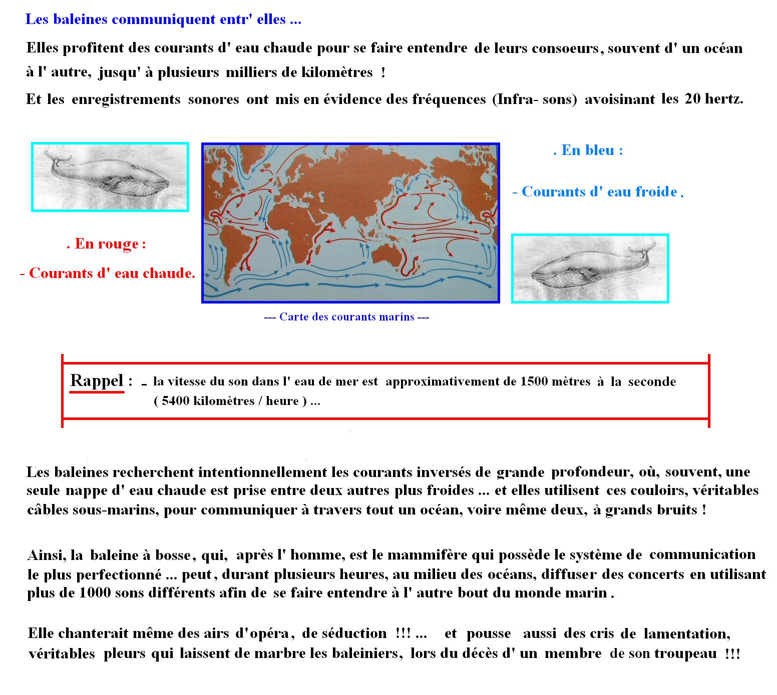 baleine