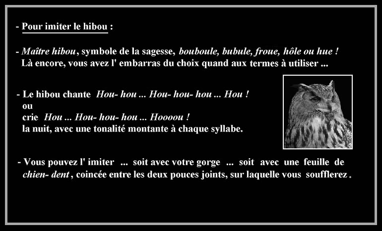 hibou