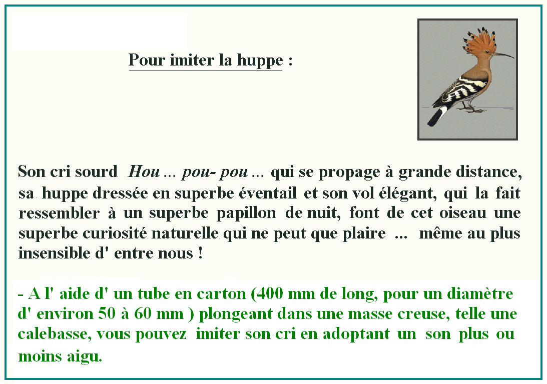 huppe