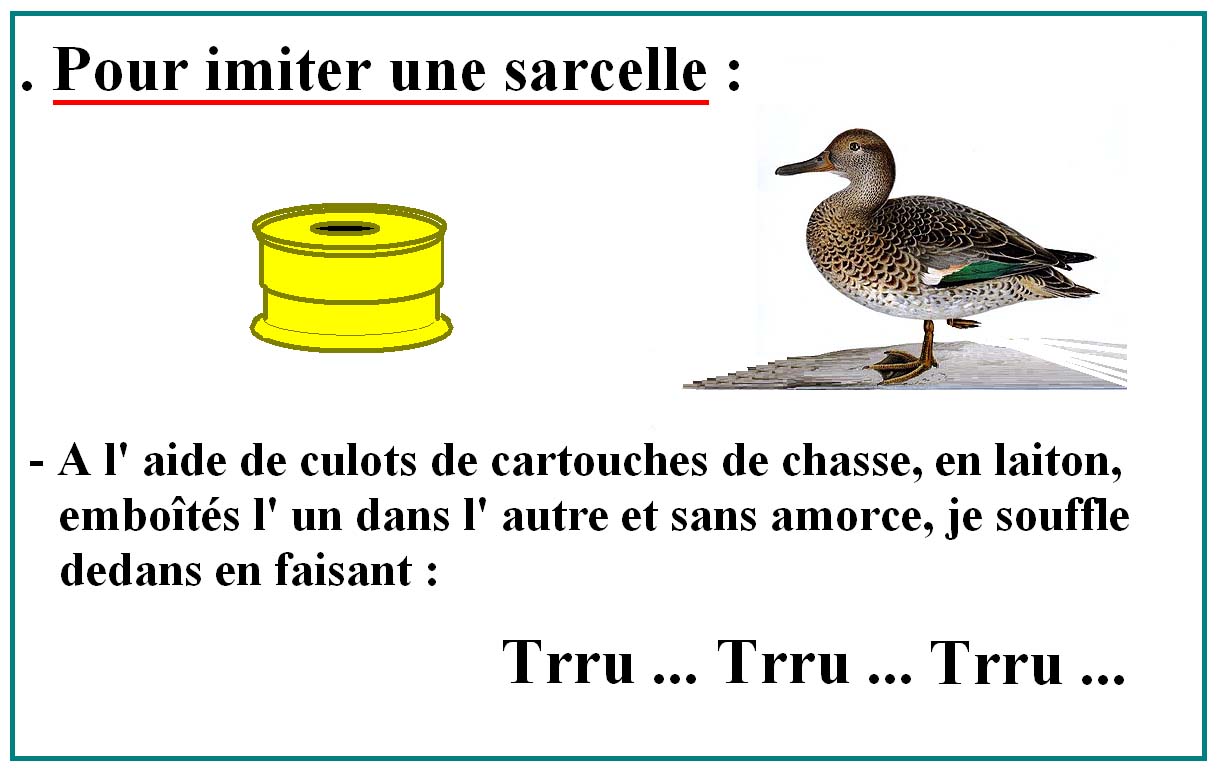sarcelle