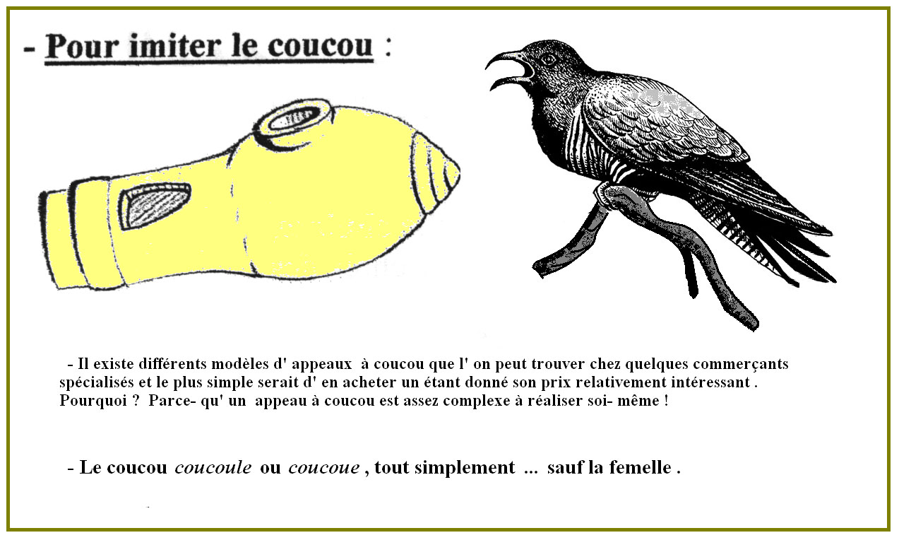 coucou