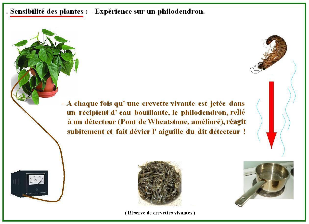 Philodendron