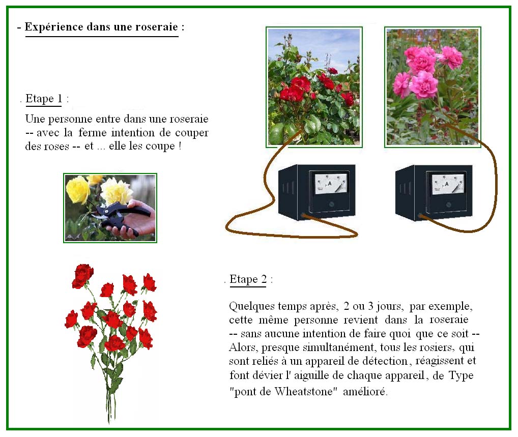 Roseraie